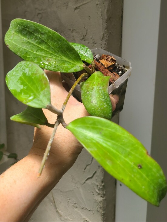 Other - **SOLD**Hoya Merrillii Longleaf
